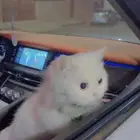 قطة شيرازي