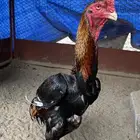 ديك شامو ياباني