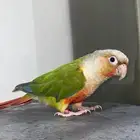 كنيور للبيع اليف