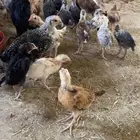 صوص دجاج العمر اكثر من شهرين