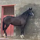 فرس شعبيه كفوو جدااا