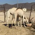 بكار للبيع الموقع الصبيخه