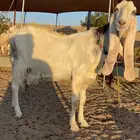 عنز هولنديه متبع