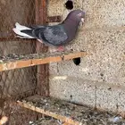 قطايف