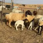 شياة نعيم متابيع انضاف وطيبات