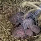 للبيع زوج روز مع فروخه