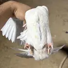 زغاليل فرنسي فاخره