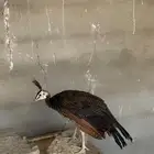 فروخ طاووس جاوا