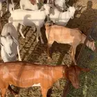 تيوس بلدي