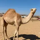 قعود كفو لباني