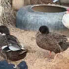 بط للبيع شرشيري وعربي