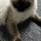 قطط هملايا