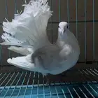 ذكور كنق ورقاص هولندي مكتف