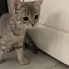 شيرازي