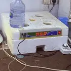 فقاسه بيض دجاج