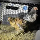 دجاج - براهما - بلدي