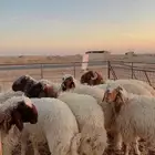 ذبائح تمارا و تابي ( بريدة)