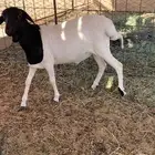 بربري جذع تربيه فوق 4 شهور