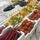 توريد خضار القصيم لجميع المناطق المملكة