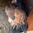 ديكه سنديه باقي يوم يومين وتحضن