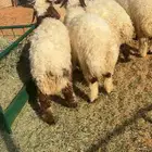 9طليان نعيم مغلقه
