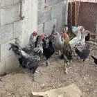 ديكه للبيع