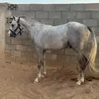 حصان واهو ولد الجي دينار