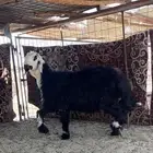 طلي نجدي