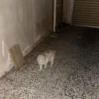 قط ضائع