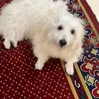 كلبه مالتيز عمرها سنتين