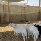 خرفان ورخال حريات