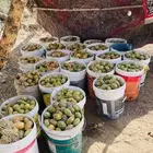 برشوم تين شوكي