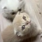 كتن سكوتش للبيع