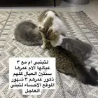 قطط لتبني ام مع 3 عيالها