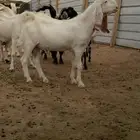 تيس ابرص ابيض
