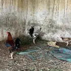 دجاج للبيع