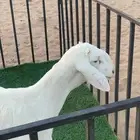 مشروع فحل