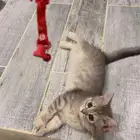 قطه صغيره للبيع