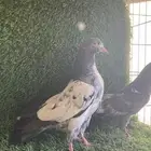 حمام باكستاني بيور