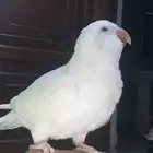 كويكر البينو