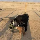 عنز خلفه تحتها 2 تيس وجفره