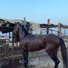 حصان شعبي ينافس الواهو