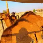 قعدان بلدي لوز سمان شرط