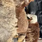 3 جذعات مضاريع شرط