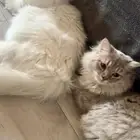 قطط صغيره هملايا للتبني