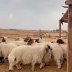 ذبايح نعيم وحري يوجد تابي وتمارا ( بريدة)