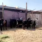 معزا ولد نظيفه تم البيع