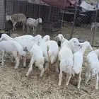طليان فاخره