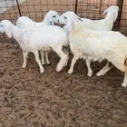 تم البيع  تم البيع