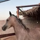 مهره شعبيه